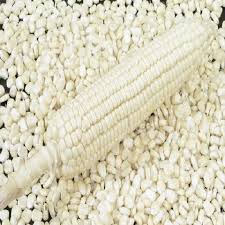 Maize
